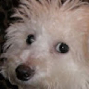 Meet your Posher, Aurea